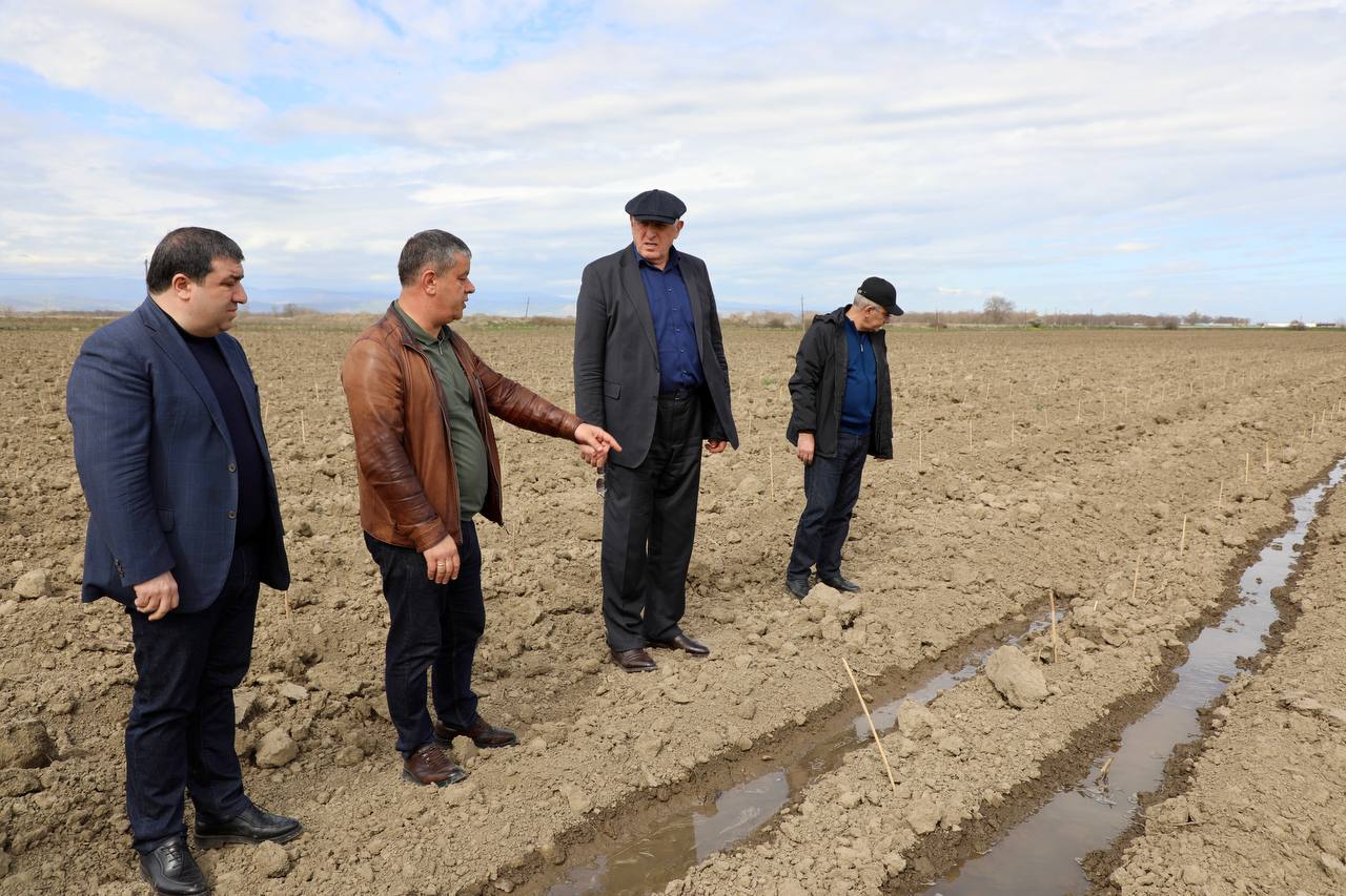 Новые виноградники на 75 га заложили в Дербентском районе Дагестана