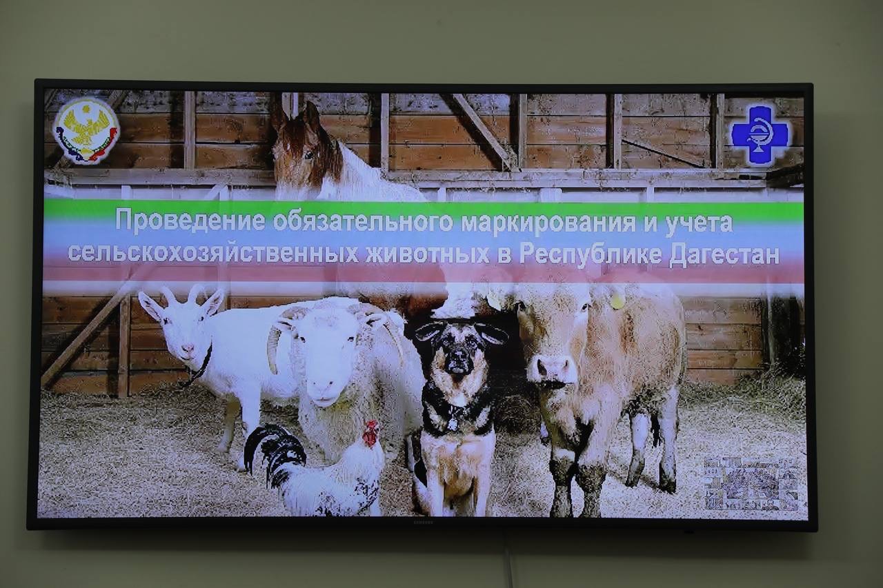 Абдулмуслим Абдулмуслимов поручил до 1 декабря завершить маркировку животных на сельхозпредприятиях Дагестана