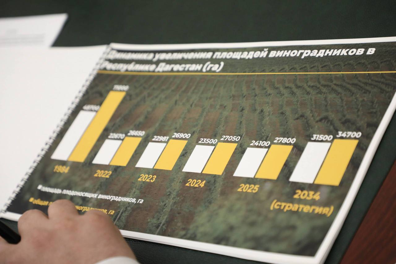 Переработчики винограда в Дагестане уплатили 8,5 млрд рублей налогов за 10 месяцев 2025 года