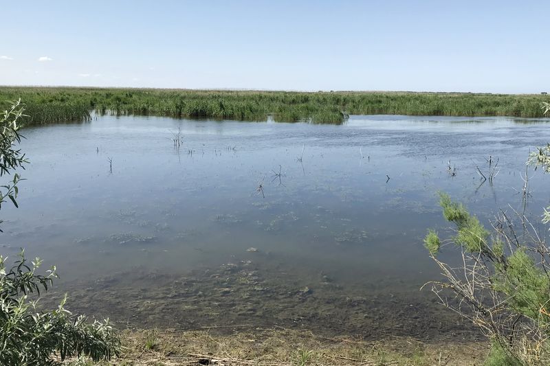 Начато восстановление Аракумских и Нижнетерских нерестово-выростных водоемов