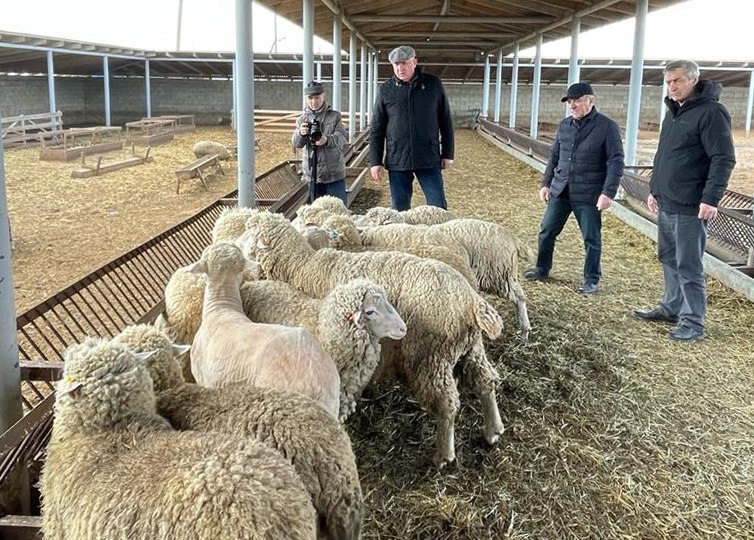 В Дагестане успешно проводят селекционно-племенную работу с Дагестанской горной породой овец