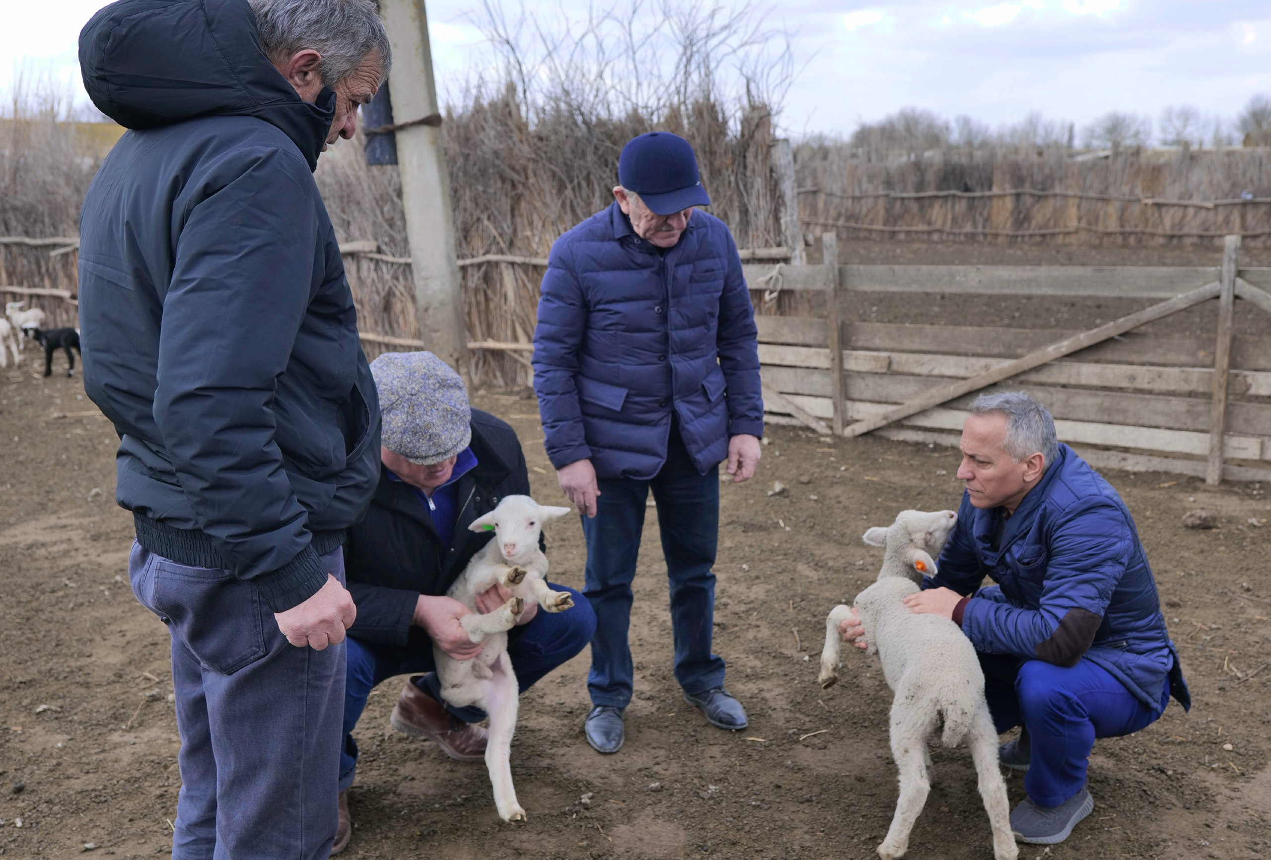 В Дагестане успешно проводят селекционно-племенную работу с Дагестанской горной породой овец