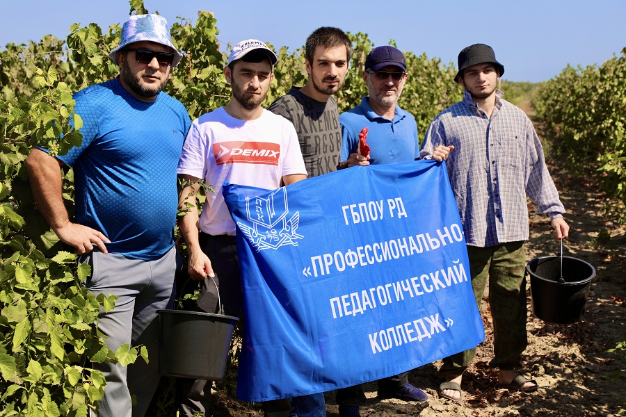 Порядка 20 тонн винограда собрали дагестанские госслужащие в ходе масштабного субботника