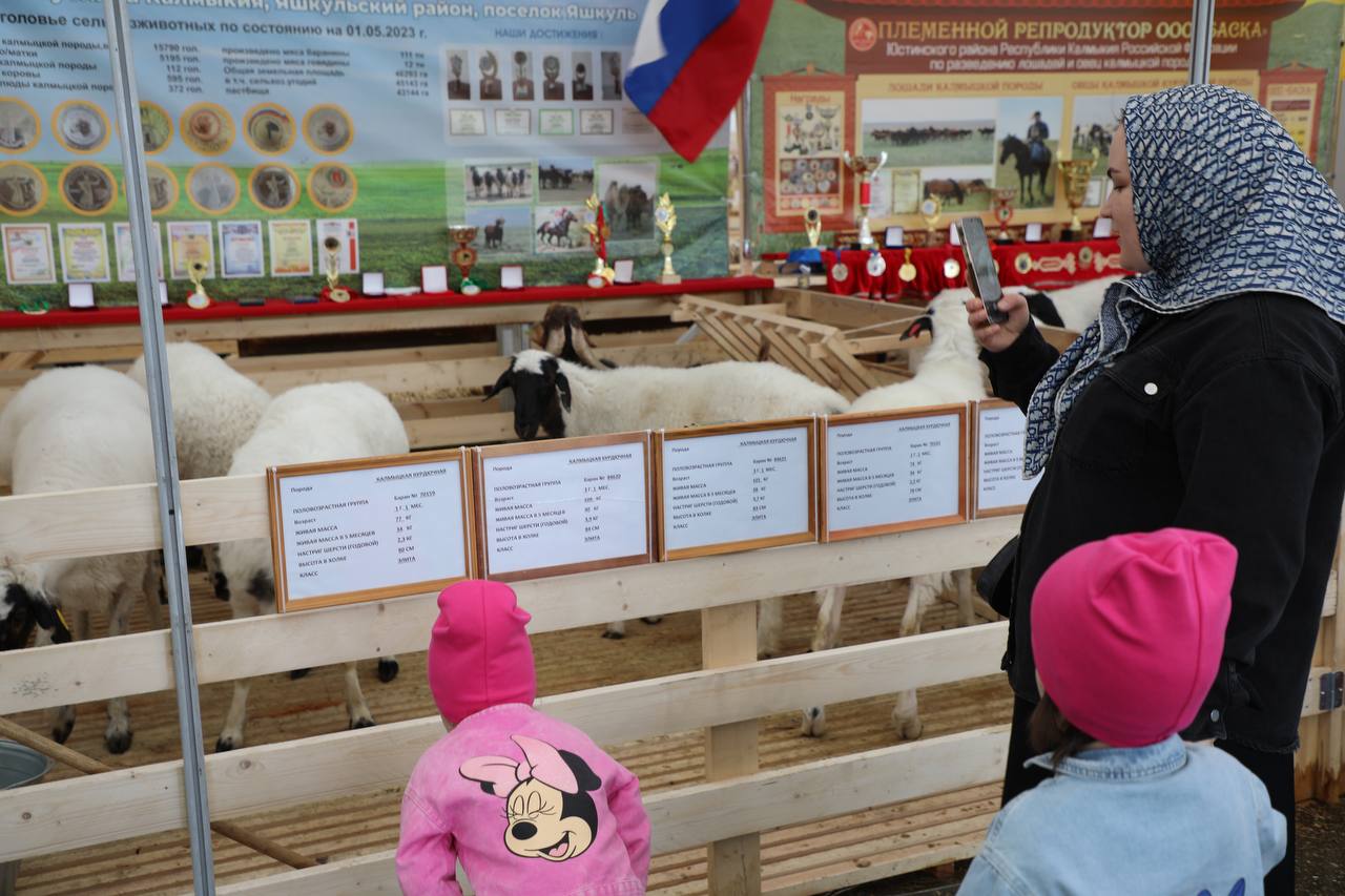 Площадка выставки овец и коз в Каспийске привлекла туристов и жителей самых отдаленных уголков Дагестана