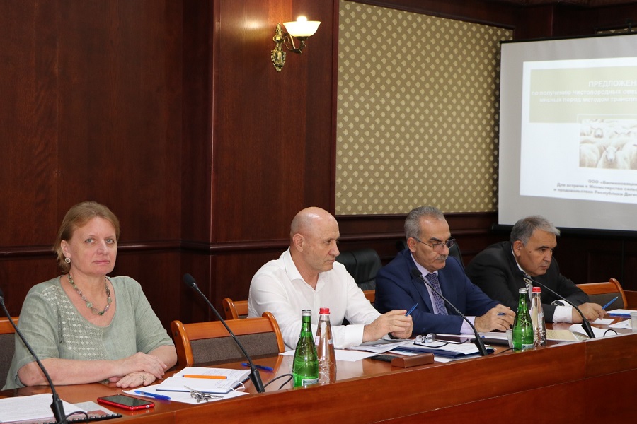 Племенные репродукторы по разведению мясных пород овец планируют создать в Дагестане