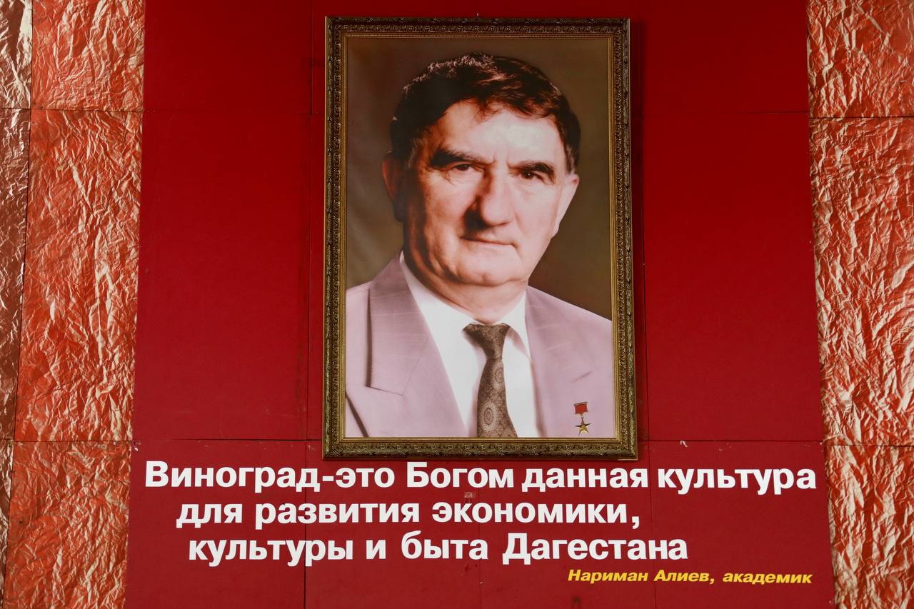 Сбор урожая винограда в Дагестане идет с опережением прошлогодних показателей