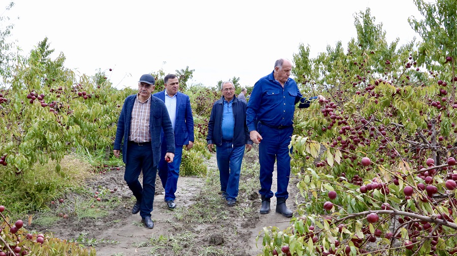 Власти помогут аграриям Южного Дагестана не потерять урожай фруктов