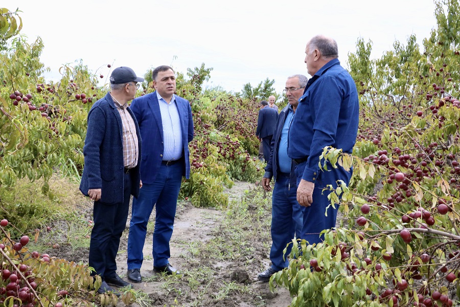 Власти помогут аграриям Южного Дагестана не потерять урожай фруктов