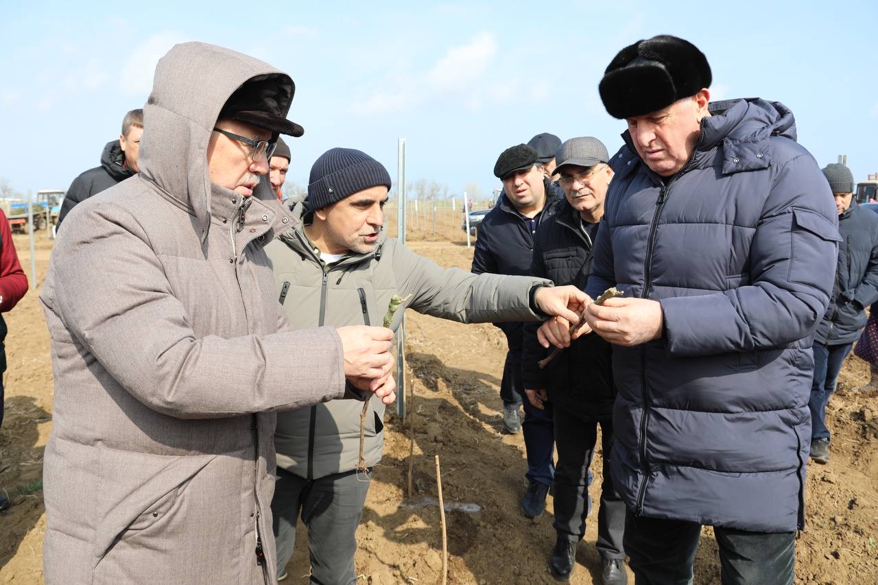 Абдулмуслим Абдулмуслимов дал старт масштабному проекту «Каспийская Лоза» в Дербентском районе